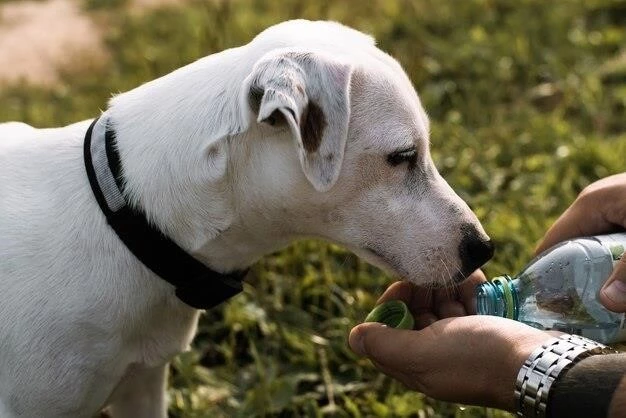 Understanding Labrador Lung: A Guide for Labrador Retriever Owners