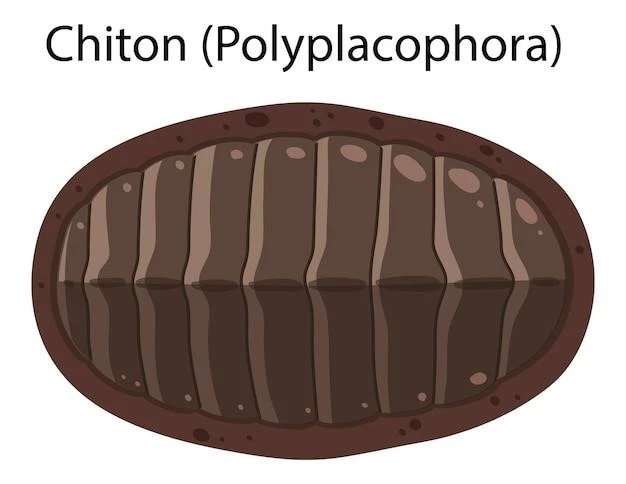 Understanding Ankyloblepharon Filiforme Adnatum Cleft Palate