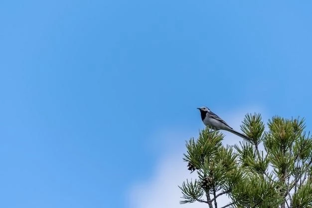 Overview of Bird Headed Dwarfism Montreal Type